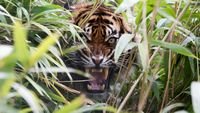 pic for Tiger Hiding Behind Green Grass 